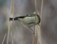 Ruby-crowned kinglet