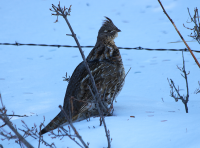 Ruffed grouse