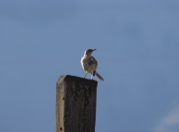 Sage Thrasher