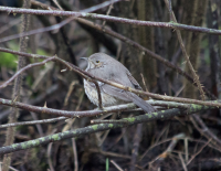 Sage thrasher