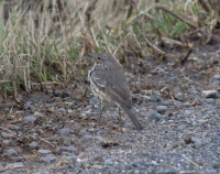 Sage thrasher