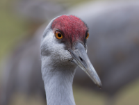 Sandhill crane