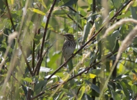 Savannah Sparrow