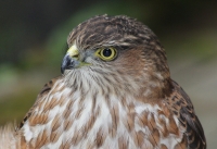 Sharp-shinned hawk