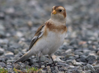 Snow Bunting