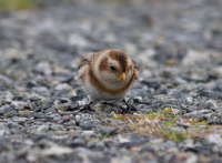 Snow Bunting