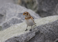 Snow Bunting