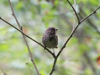 Song Sparrow