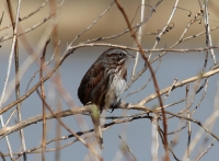 Song sparrow