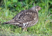 Sooty grouse