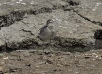 Stilt sandpiper