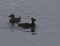 Surf scoter