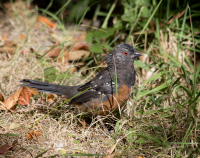 Towhee