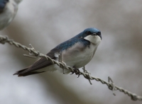 Tree swallow