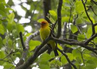 Western Tanager