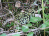 western_toad