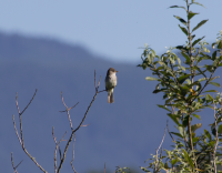 Western Wood pewee