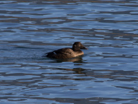 White-winged scoter