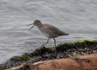 Willet