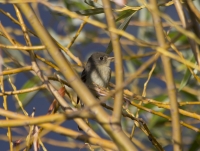 Willow Flycatcher