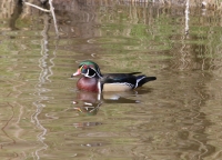 Wood duck