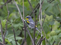 Yellow-rumped warbler