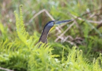 bare_throated_tiger_heron2