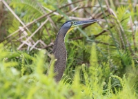 bare_throated_tiger_heron3