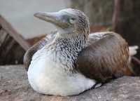 blue_footed_booby