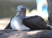blue_footed_booby1