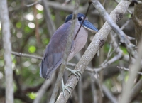 boat_billed_heron