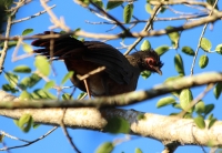 chachalaca