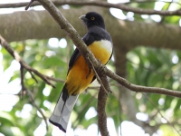 citreoline_trogon