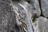 iguana