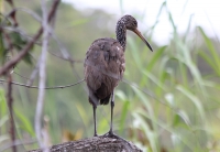 limpkin