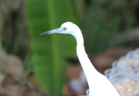 little_blue_heron_juvenile