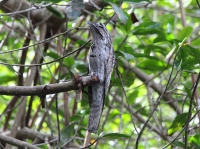 northern_potoo2