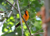 oriole