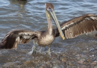 pelican