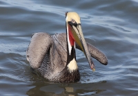 pelican2