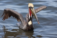pelican3
