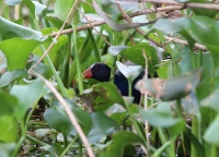 purple_gallinule