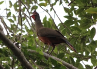 rufous_bellied_chachalaca