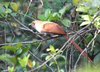 squirrel_cuckoo