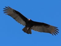 turkey_vulture