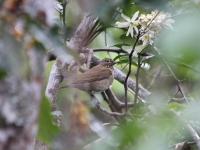 white_throated_robin