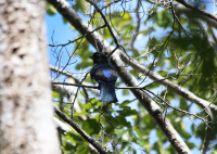 black-headed-trogon