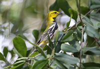 Black-throated green warbler