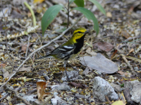 Black-throated green warbler