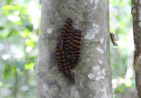 Unknown caterpillars